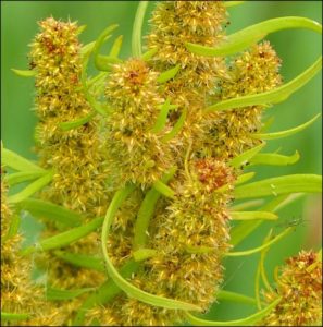 Another close-up of a Golden Dock seed head (Mike Robinson)