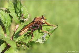 Hornet Robber Fly at Thames Road Wetland, 6th August 2016 (Photo: Jason Steel)