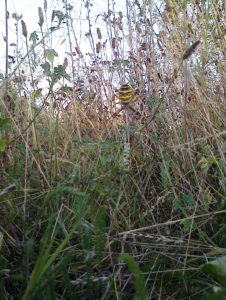 Wasp Spider at Thames Road Wetland (Photo: Chris Rose)