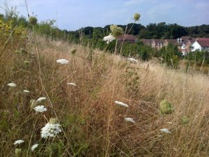 The 'bund' at Braeburn, screening the industrial estate from the nearby housing, is good grassland butterfly habitat. (Chris Rose) 