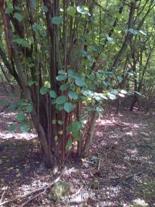 A dense array of old coppiced hazels predominate on the thereby heavily shaded west end of the wooded Cray valley slope at Braeburn. (Chris Rose)