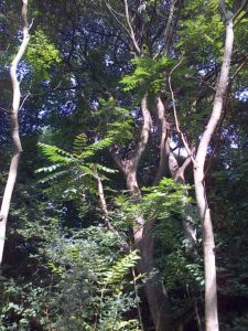 Some tall Tree of Heaven lend an exotic jungle-like air along the old A2 route. (Chris Rose) 