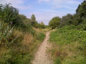 The wide grass 'verge' along this pathway, populated by Marjoram, provides food for Brown Argus and Common Blue butterflies. (Chris Rose)