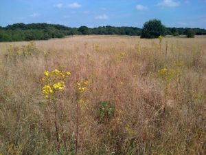 Field by the A2, south of Churchfield Wood (Chris Rose)