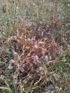 Hare's-foot Clover near the southern margin of Churchfield Wood. (Chris Rose)