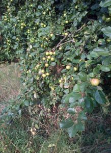 Apple tree on footpath towards St Mary's church. (Chris Rose) 