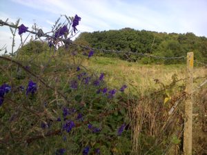 A colourful Vetch drapes the footpath fence, looking back to the edge of Churchfield wood. (Chris Rose)