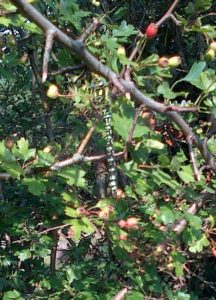 Southern Hawker Dragonfly on St. Mary's cemetery hedge. (Chris Rose)