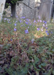 Harebell in St. Mary's churchyard, Old Bexley (Chris Rose)