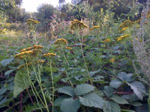 Tansy, an occasional plant in Bexley, flourishes on Mill Meadow by the footpath to the south side of Bexley station. It is in the daisy family and has slightly domed clusters of bright yellow flowers that lack ray florets ('petals') . (Chris Rose) 