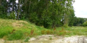 Thamesview golf course. Golden Dock habitat picture. (Mike Robinson)