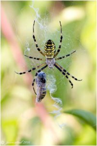 Female wasp Spider  in web at Thames Road Wetland, showing the distinctive band of extra silk below the animal, termed the  'stabilimentum'. (Jason Steel) 