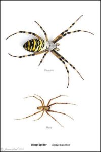 Comparison of male and female wasp Spiders from Thames Road Wetland (Jason Steel)