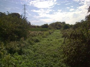 There's a river in theere somewhere ..... At this time of yaerthe very slow-flowing River wansunt is smothered in Water-forget-me-not , Fool's watercress and watercess as it crosses Thames Road Wetland (Photo Chris Rose)