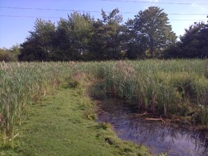 Marsh Frogs were sunning themselves along the east ditch, but at the slightest disturbance dive in and submerge for a long time ...... (Photo:: Chris Rose)