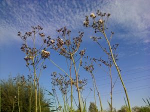 Seeding Marsh Sow-thistles at Thames Road Wetland (Photo: Chris Rose)