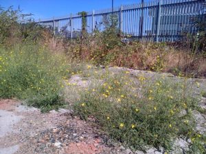 Perennial Wall Rocket providing more food for the many Bees that were swarming around the flowers. (Photo: Chris Rose) 