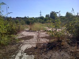 This brownfield habitat in the centre of Crayford was hosting a Clouded Yellow butterfly on 11th September 2016. (Photo: Chris Rose)