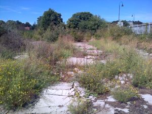 The Clouded Yellow repeatedly flew up and down this area near Roman Way, but between whiles disappeared for extended periods of time. (Photo: Chris Rose)