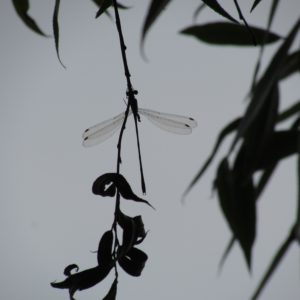 Male Willow Emerald on Willow overhanging a pond at Foots Cray Meadows. (Photo: Wren Rose)