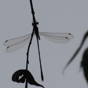 The relative shortness of the inner parts of the genitalia, which are less than half that of the outer, confirm Willow Emerald. (Photo: Wren Rose) 