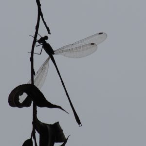 Male Willow Emerald, silhouetted from a slight angle. (Photo: Wren Rose)