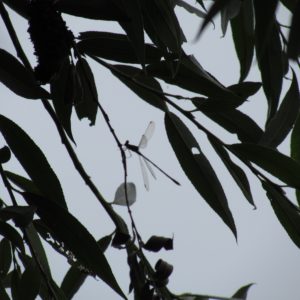 A distant side view of the Willow Emerald. (Photo: Wren Rose)