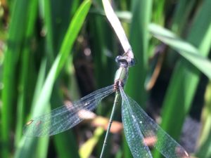 The first ever Willow Emerald damselfly recorded in Bexley (Photo: Ian Stewart)