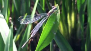 The inner genitalia segments are less than half the length ofthe outer, ruling out an immature Emerald Damselfly. (Photo: Ian Stewart) 