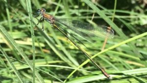 The outer segments of the genitalia appear pale in this side view of the Willow Emerald (Photo: Ian Stewart) 