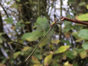 Male Willow Emerald Damselfly at Ruxley Gravel Pits, not far from the Bexley border, 6/9/2016. This is the first record of the species in LB Bromley. (Photo: Ian Stewart)