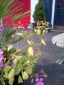 Urtica membranacea, thought to be the first ever record in wider Kent, has popped up opposite the CouncIl offices in Bexleyheath. (Chris Rose)