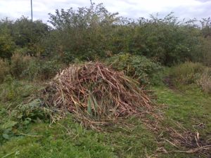 Reedmace piles at Thames Road Wetland are used by a variety of species such as Snakes, Woodlice, Spiders and no doubt various fungi. (Photo: Chris Rose)