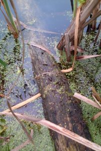 Thesedroppings on a half-submerged log indicate recent Water Vole presence. (Photo: Chris Rose)