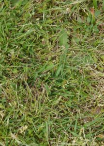 Moenchia erecta, Upright Chickweed. A nationally scarce plant now found at Hall Place North. (Rodney Burton)