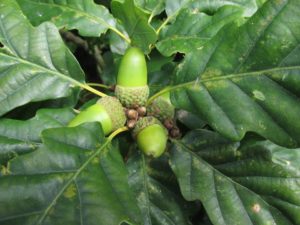 oak-leaves-and-acorns