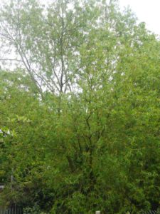 Salix x erhartiana in Bexley Park Woods (Rodney Burton).