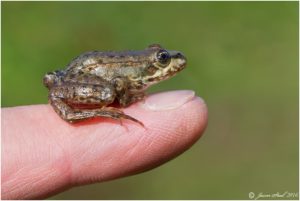 Marsh Frog (Pelophylax ridibunda) from Thames Road Wetland (Photo: Jason Steel)