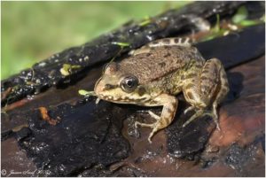 Marsh Frog on a log at Thames Road  Wetland. Note the lack of a dark patch around the eardrum, which is a feature of the native Common Frog (Photo: Jason Steel)