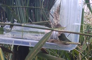 Harvest Mouse in corner of filming 'stage'. Taken by camera trap 27th October, 2016.