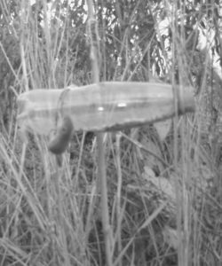 Harvest Mouse climbing up to feeding bottle at dusk on 17th November 2016. Camera trap in night-time mode.