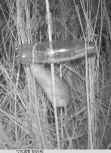 Brown Rat examining Harvest Mouse feeding bottle at Thames Road Wetland.