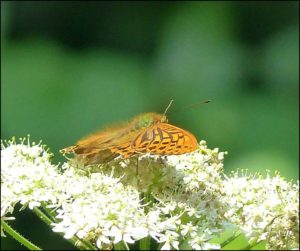 Silver-washed Fritillary on Hogweed in the Bexley part of Joydens Wood, 23rd July 2016. (Photo: Mike Robinson)