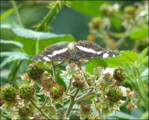 White Admiral, Joydens Wood, 21st July 2016. (Photo: Mike Robinson)