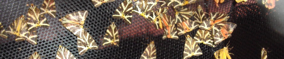 Bexley Wildlife