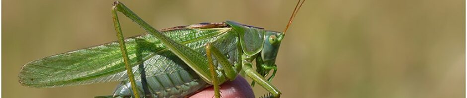 Bexley Wildlife